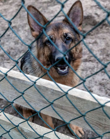 portrait of a shepherd dog lies in kennelの写真素材