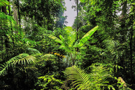 landscape of rainforest, jungle