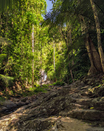 Green Tropical Forest Landscape with Trees and Leavesの写真素材