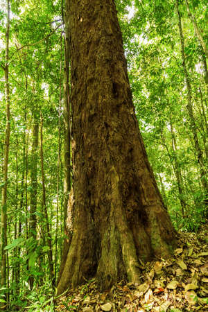 Deep tropical jungles of forest abstract background Tree. Root Systems forest trees