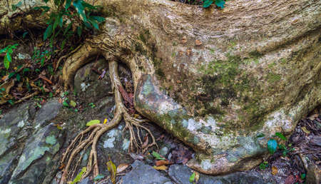 tropical green plants in a jungleの写真素材