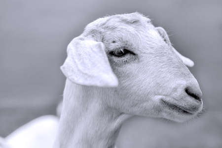 White Alpaca fur Portrait Llama cute animal baby beastの写真素材