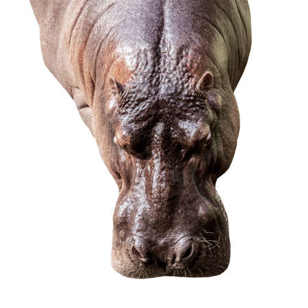 Hippopotamus top view isolated on white background