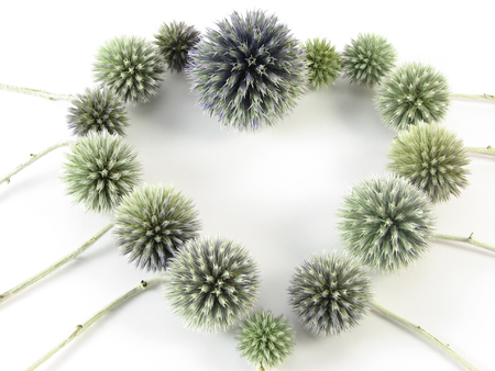 flora, nature composite : heart from blue flowers on white backgroundの写真素材