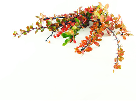 composition on white background: berberys branche
