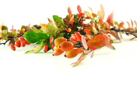 composition on white background: berberys branche
