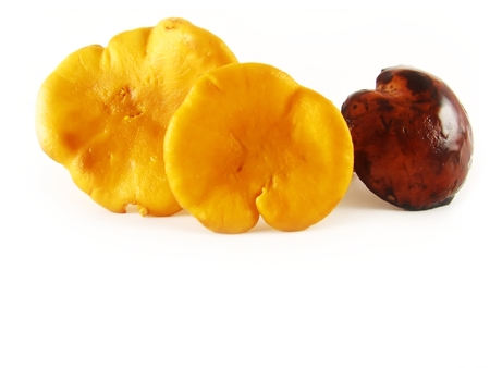 autumn composition: some color mushrooms on white backgroundの写真素材