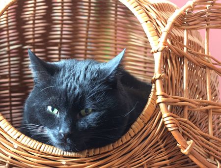 image from animals series: cat in basketの写真素材