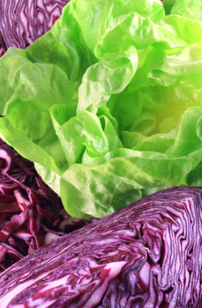 image from vegetable series: cabbage and lettuceの写真素材