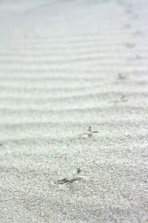 image from nature series: tracks of seagull on sand