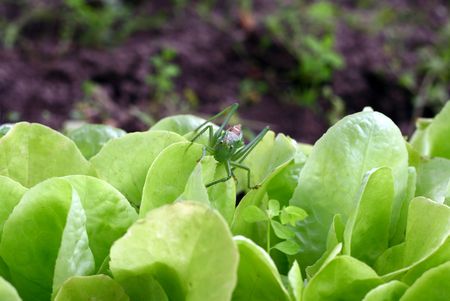 image from nature series: grasshopper on lettuceの写真素材