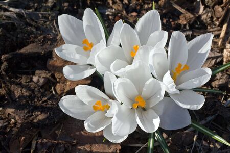 image from nature series: white crocus