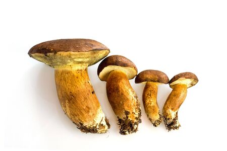 vegetable series: mushrooms isolated on whiteの写真素材