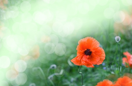background series: background with poppy flowerの写真素材