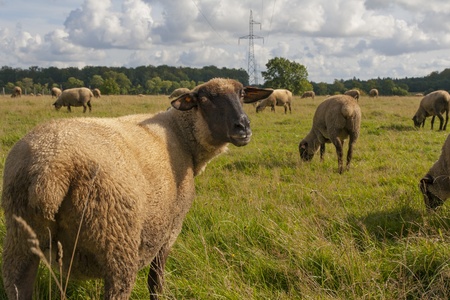 animals series  flock of sheep