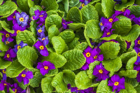 Spring series  Spring purple tiny flowers in green gardenの写真素材