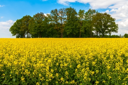 Summer landscape with yallow rape fieldの写真素材