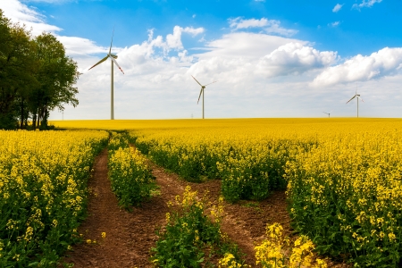 Summer landscape with energy wind turbines farm and rape fieldの写真素材