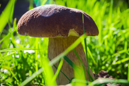 Fall mushroom in the forest on the grass in the sunの写真素材