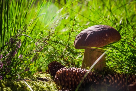 Fall mushroom in the forest on the grass in the sunの写真素材