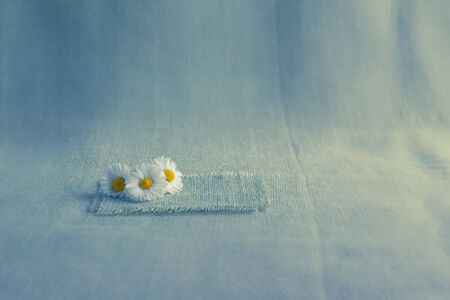 Flowers daisies on a background of the canvasの写真素材