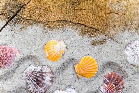 Colorfull Sea shells on the sand and board