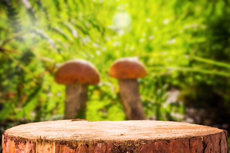 Background with forest mushroom and tree stumpsの写真素材