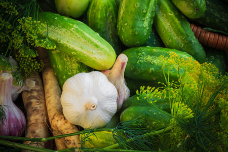 The ingredients for the preparation of pickled cucumbersの写真素材