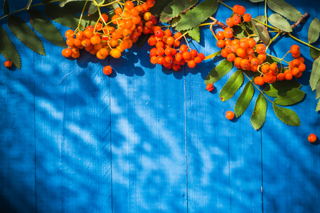 Autumnal background: rowan fruits on blue wooden boardの写真素材