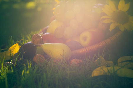 A basket full of fruits on grass in the sunset lightの写真素材