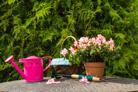 Different tools and plants in the spring gardenの写真素材