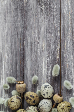 Easter background with quail eggs and catkins on a wooden tableの写真素材