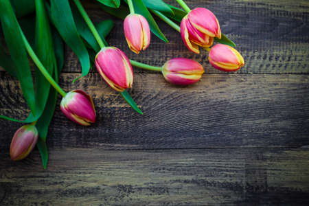 Art abstract background with spring tulips on wooden for designの写真素材