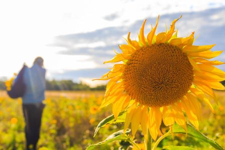 A man with a bouquet of sunflowers in a field in summer dayの写真素材