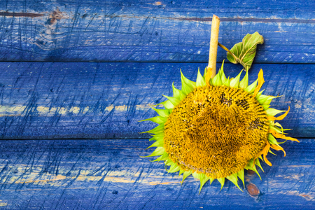 Yellow sunflowers on a painted fenceの写真素材