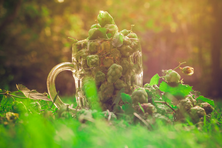 A glass mug full of green hop cones