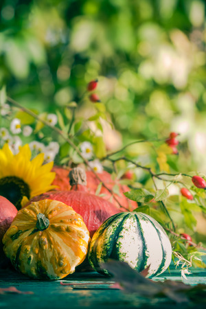 Autumn harvest in the garden: pumpkin fruits and colorful flowers plantsの写真素材