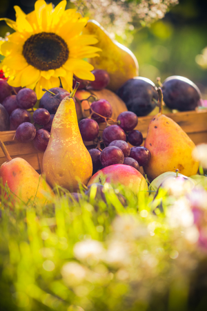 Autumn in the orchard: fruit crops in the grass at sunsetの写真素材