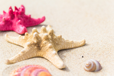 Sea beach with scattered a variety of sea shells.の写真素材