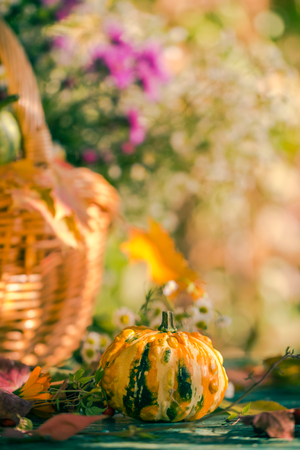 A basket full of autumn harvest in the garden: pumpkin fruits and colorful flowersの写真素材