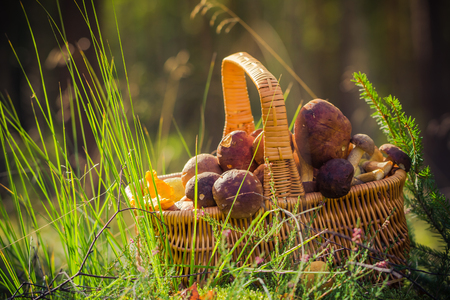 A basket full of edible mushrooms in the forestの写真素材