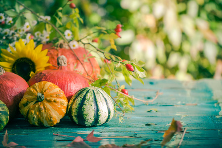 Autumn harvest in the garden: pumpkin fruits and colorful flowers plantsの写真素材