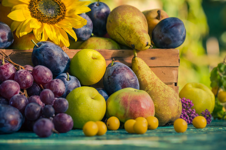 Garden in late summer: Seasonal fruits in a basket in the light of the setting sunの写真素材
