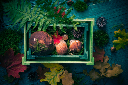 Autumn forest composition with mushrooms in a basketの写真素材