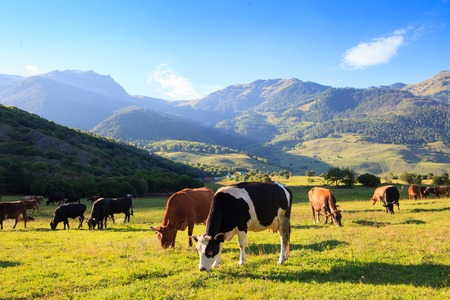 Herd of cows in a mountain meadow, clear autumn day in the mountainsの写真素材