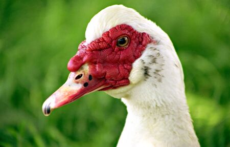 A picture of a ducks head with a green backgroundの写真素材