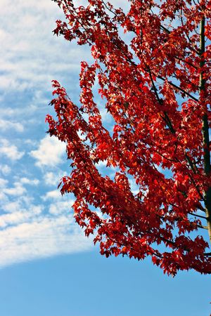 The colors of tree showing that fall is now upon us