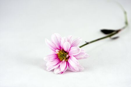 An flower on seemless backgroundの写真素材