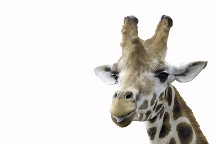 Giraffe shows tongueの写真素材