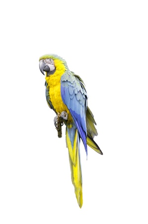 Ara Parrotの写真素材